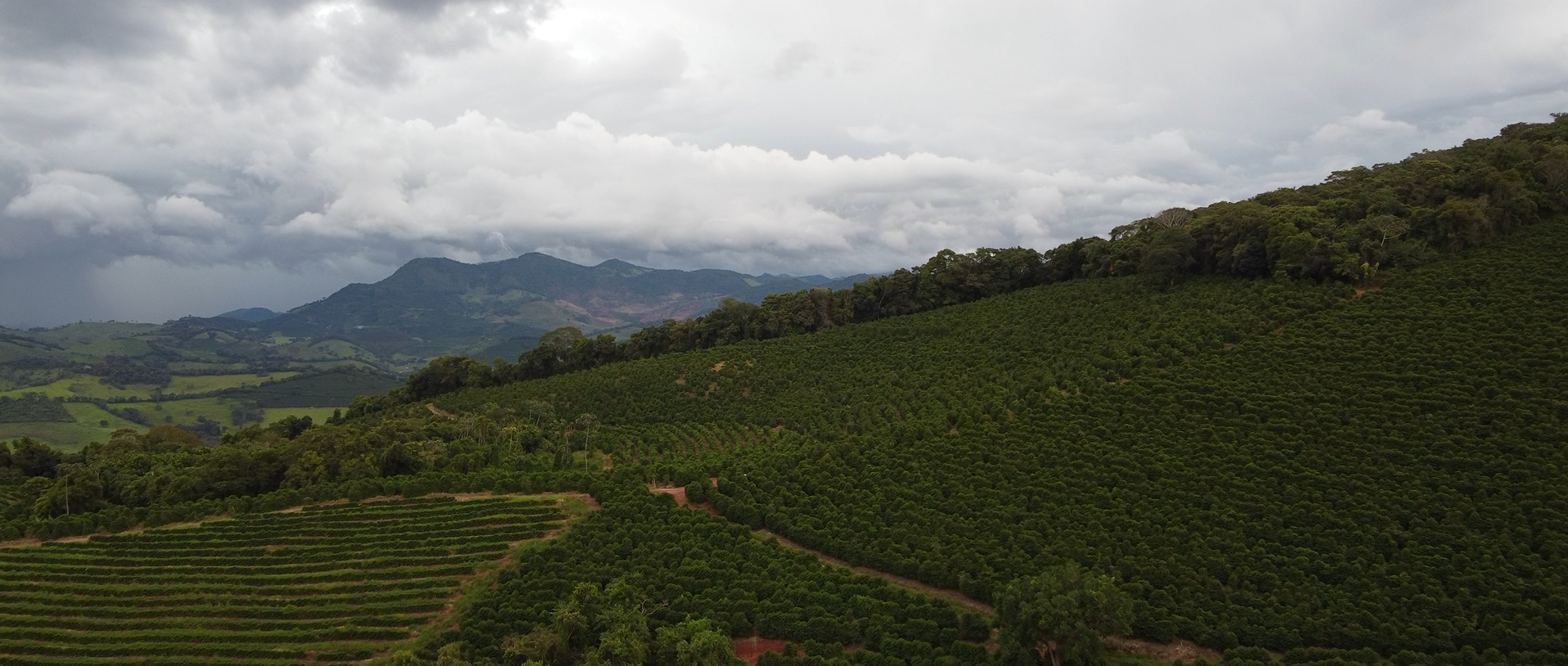Cafezal em encosta na Serra da Mantiqueira com montanhas ao fundo